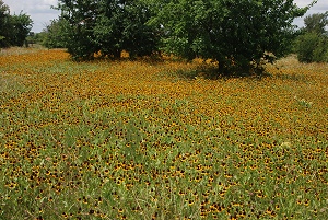 Near-meadow-coneflowers252
