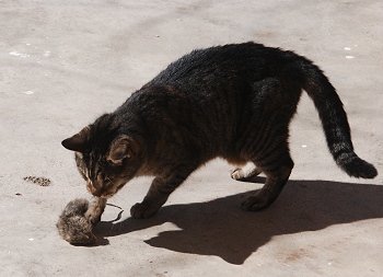 Cleo-and-rat066